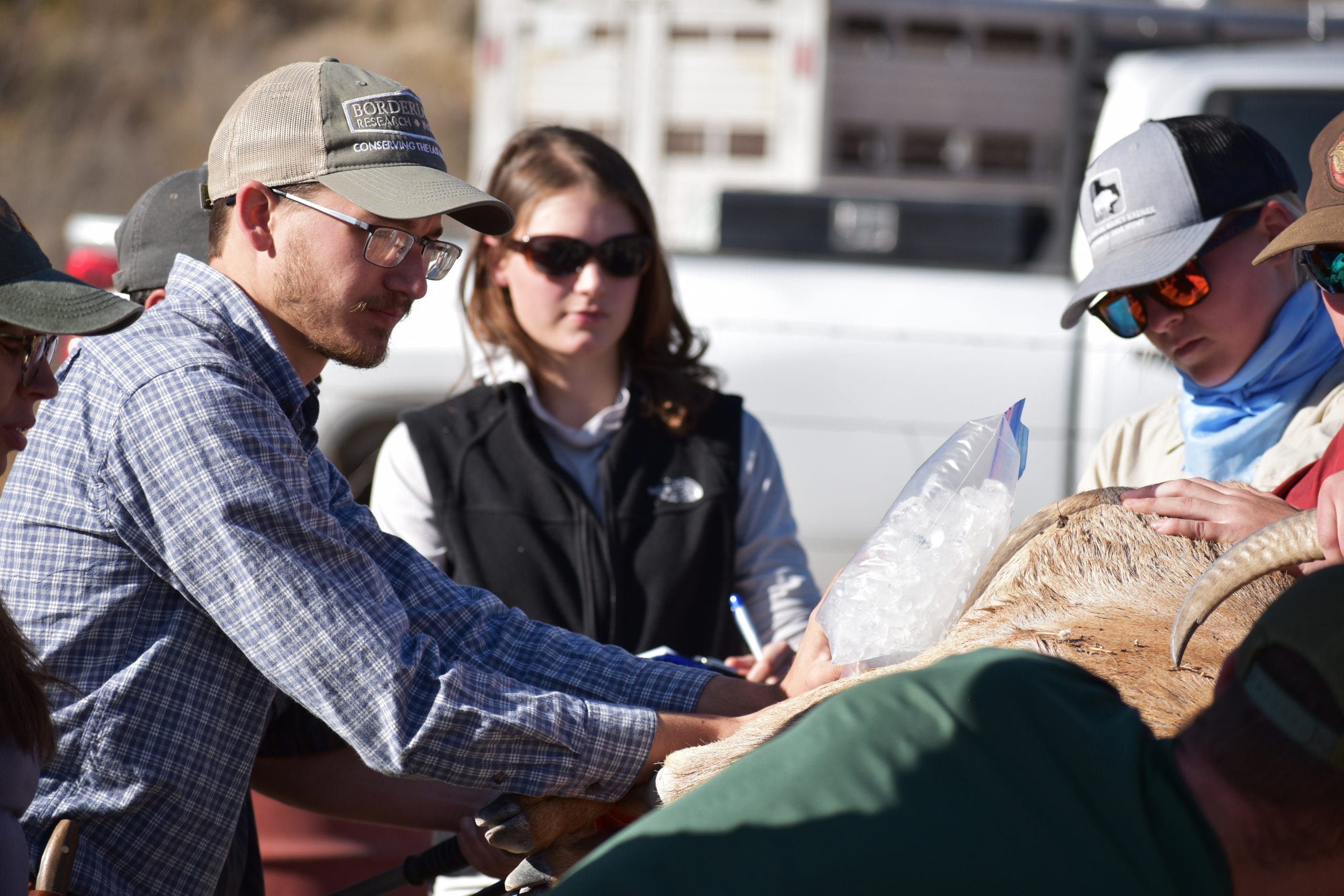 Students working with Desert Bighorn Sheep Students working with Desert Bighorn Sheep