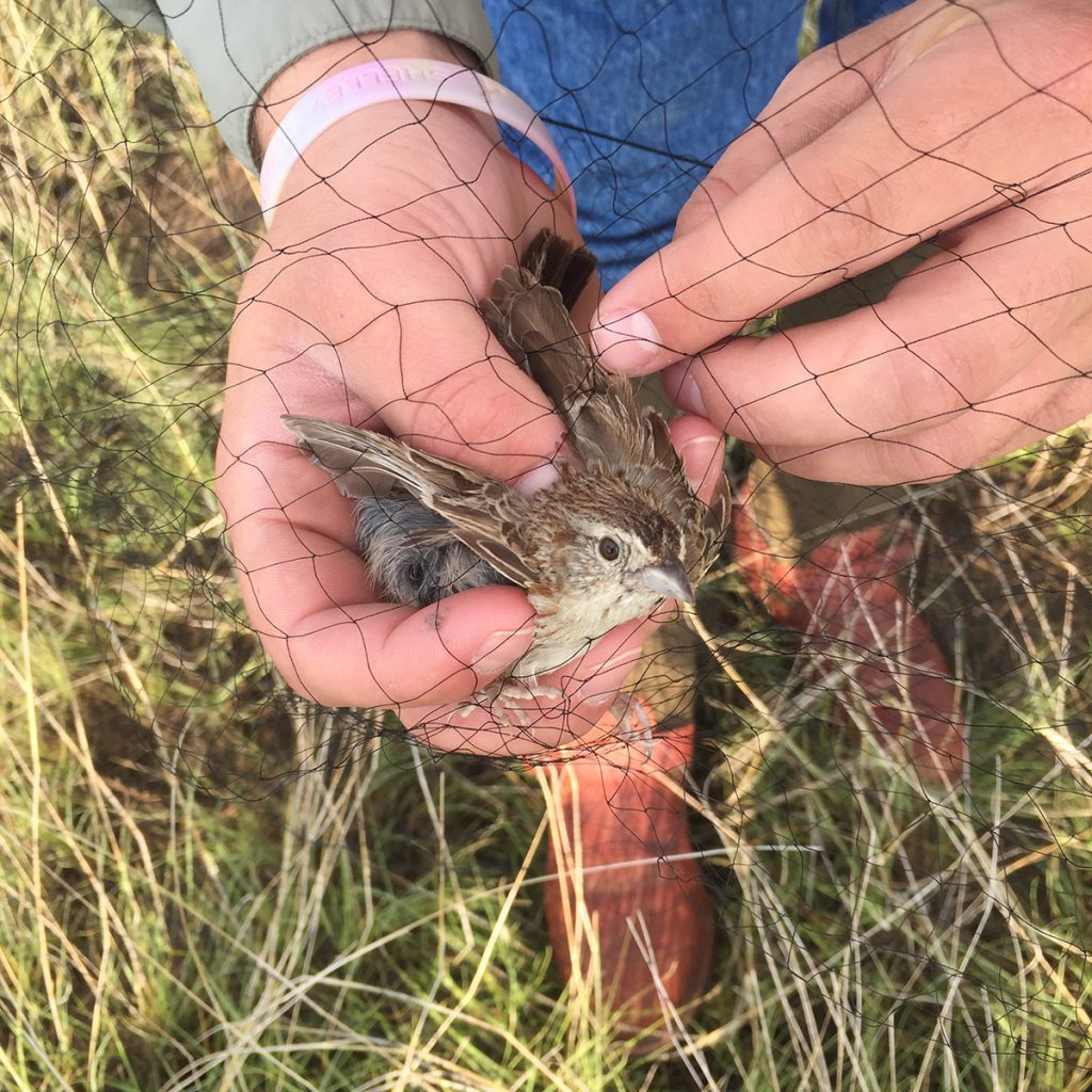 Student untangling a bird in a net during a bird count