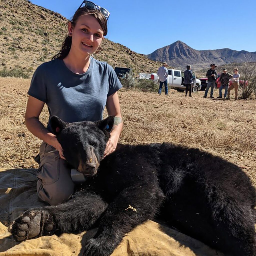 Master's student collaring a black bear Master's student collaring a black bear