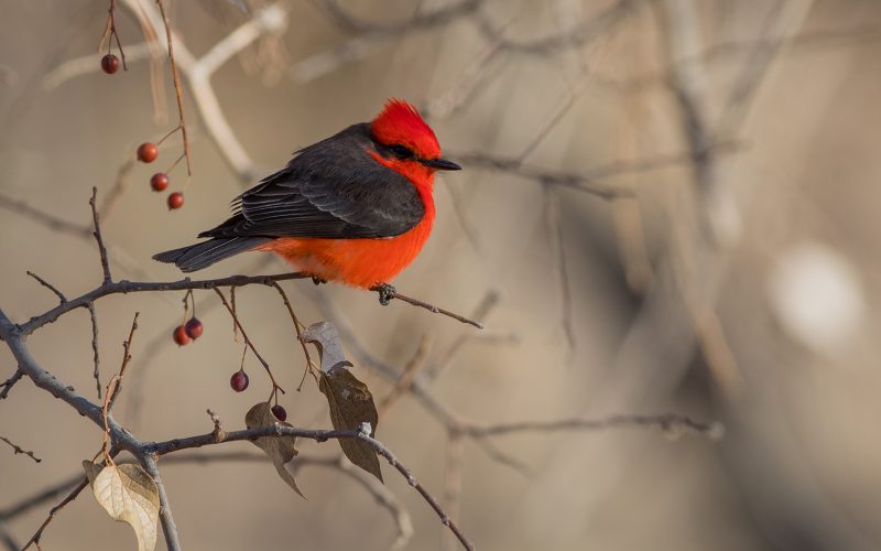 cibolocreek-23-vermillion-flycatcher_Ben-Masters